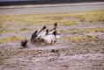 ETOSHA WILDNESS (continuation)